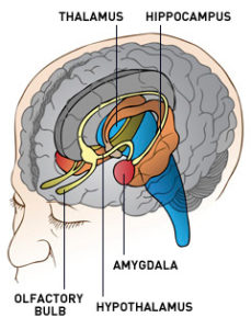 brain-limbic-system